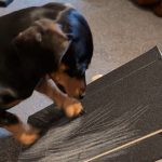 dachshund nail grooming board