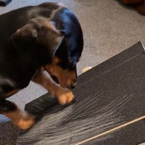 dachshund nail grooming board
