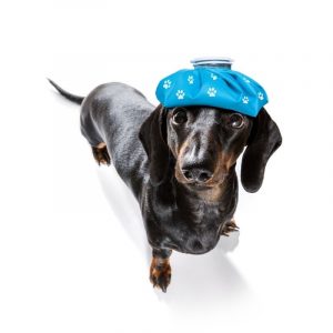 dachshund vomiting dachshund space