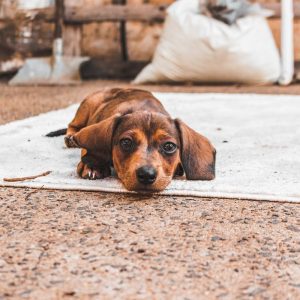 diarrhea in dachshunds dachshund space