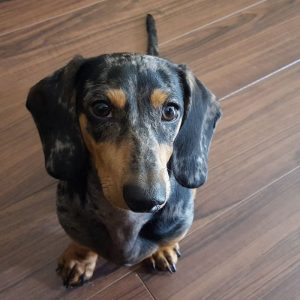 How To Trim Dachshund Nails Safely and Easily dachshund space