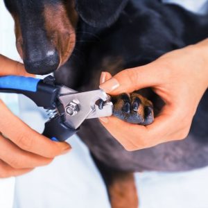 How To Trim Dachshund Nails Safely and Easily dachshund space