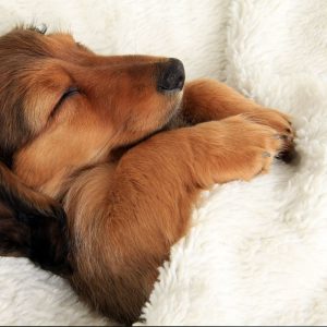 How To Trim Dachshund Nails Safely and Easily dachshund space