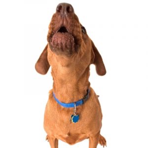 dachshund howling dachshund space