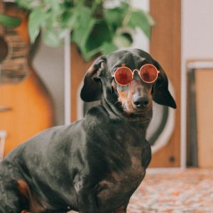 dachshund howling dachshund space
