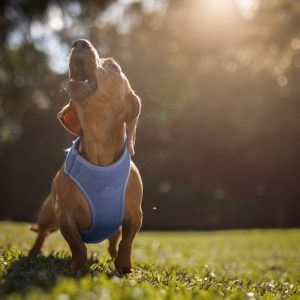 dachshund howling dachshund space