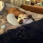 naptail dachshund crescent pillow