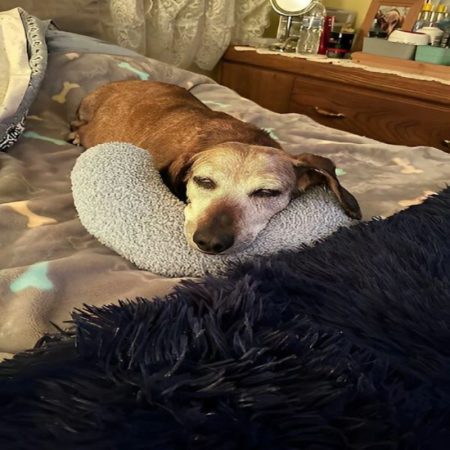 naptail dachshund crescent pillow