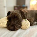 naptail dachshund crescent pillow