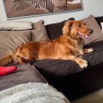 Anti-Slip Dachshund Stairs photo review
