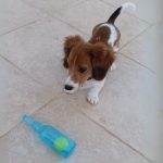 dachshund bite beer bottle
