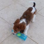 dachshund bite beer bottle