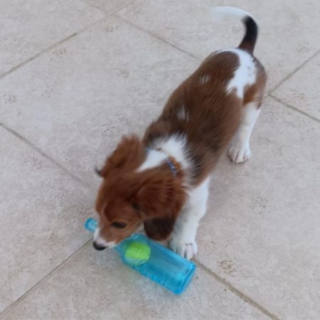 dachshund bite beer bottle