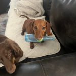 dachshund bite beer bottle
