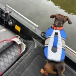 dachshund life jacket