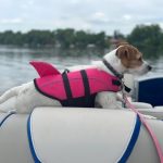 shark dachshund life jacket