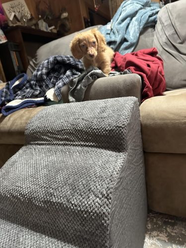 Anti-Slip Dachshund Stairs photo review