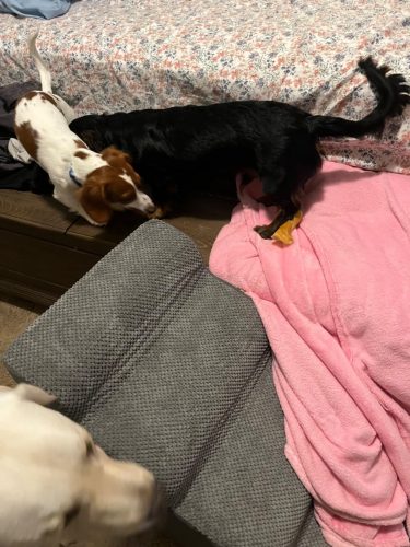 Anti-Slip Dachshund Stairs photo review