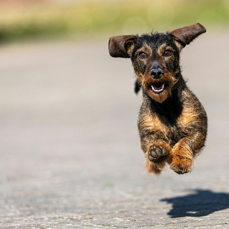 Heatstroke in Dachshunds dachshund space