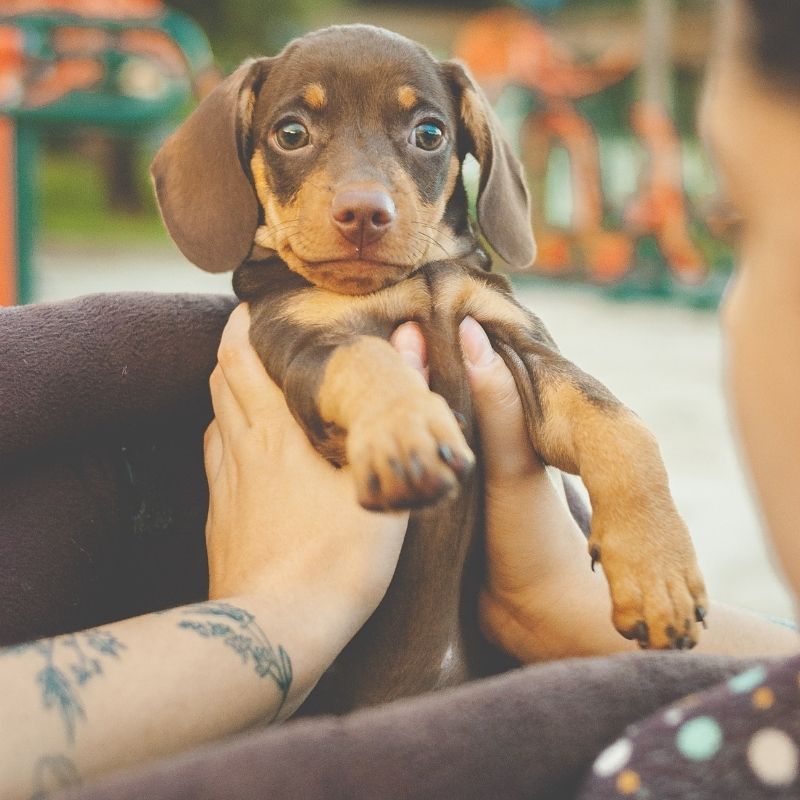are dachshunds good with kids dachshund space