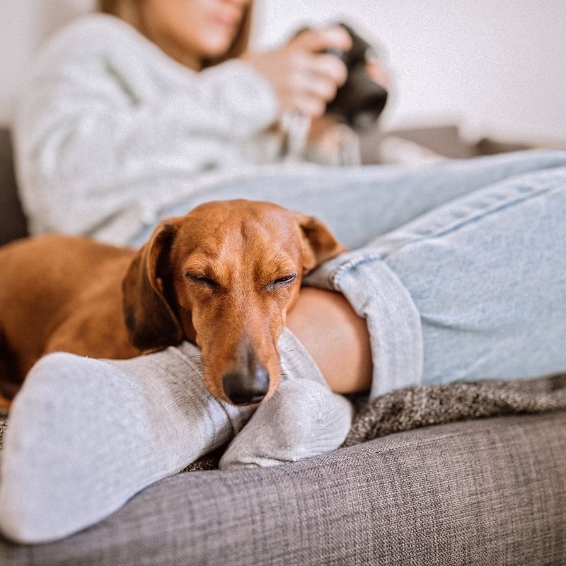 dachshund hair loss