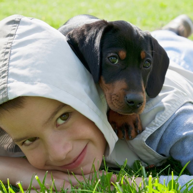 are dachshunds good with kids dachshund space
