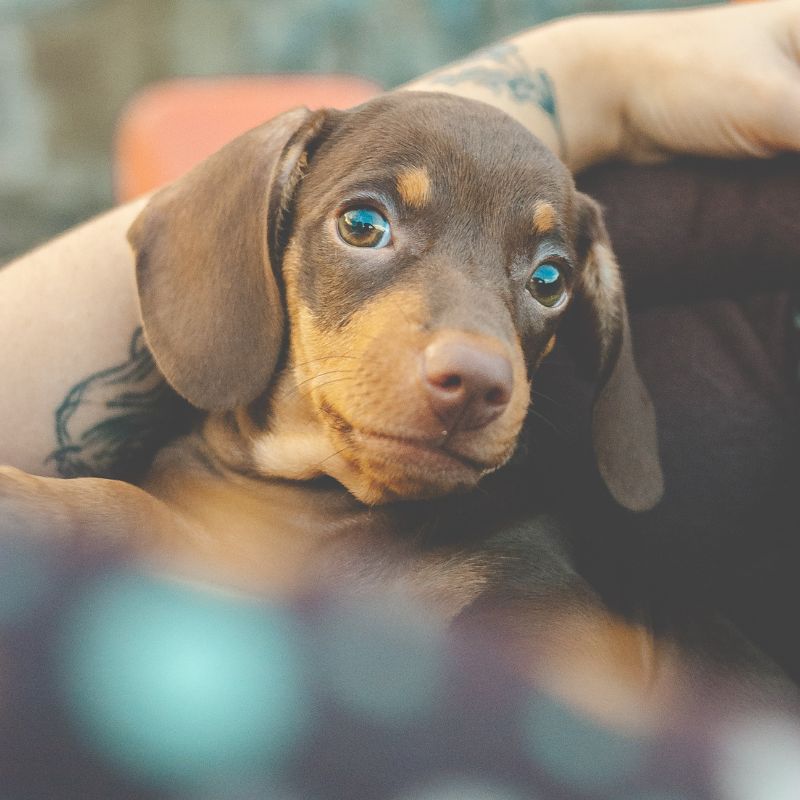 dachshund won't eat dachshund space