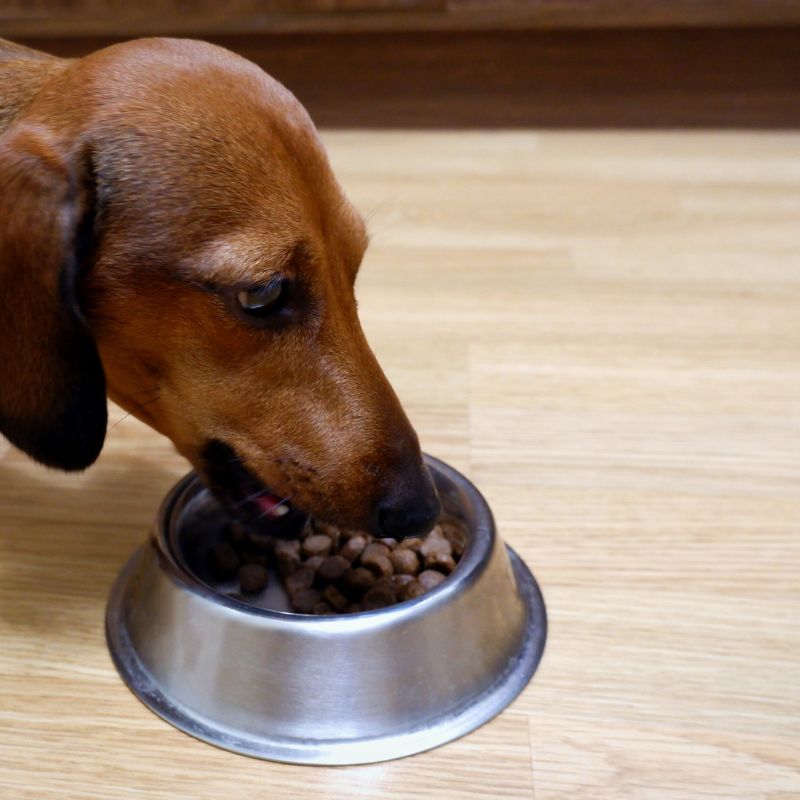 dachshund won't eat dachshund space