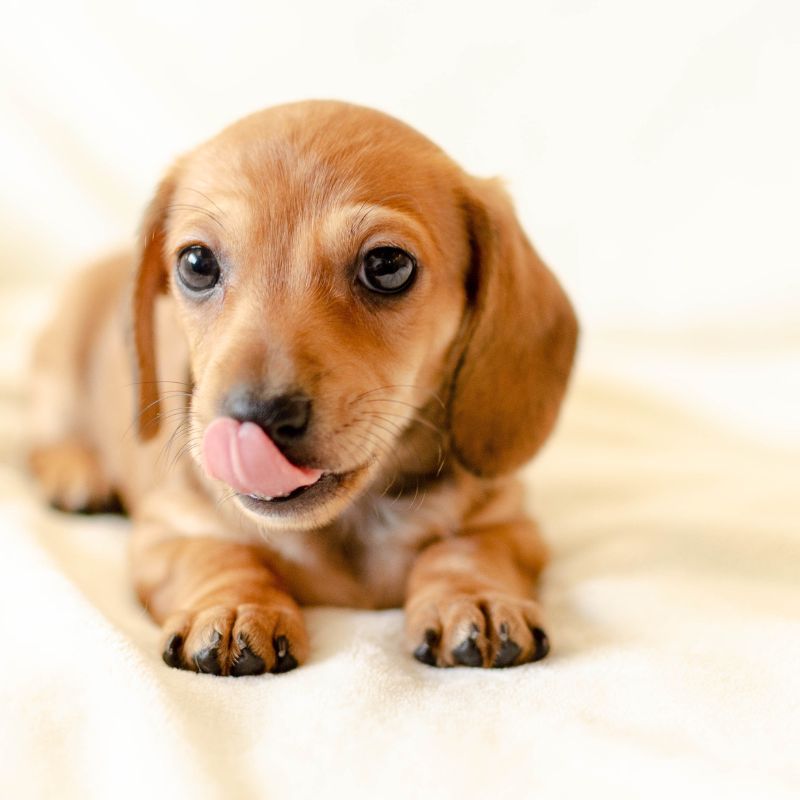 dachshund won't eat dachshund space