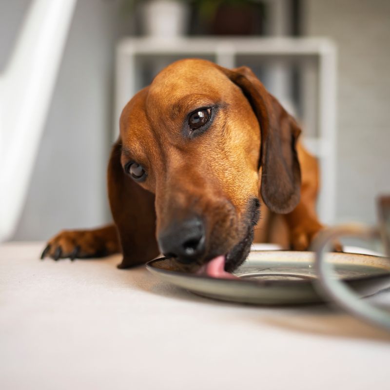 dachshund won't eat dachshund space