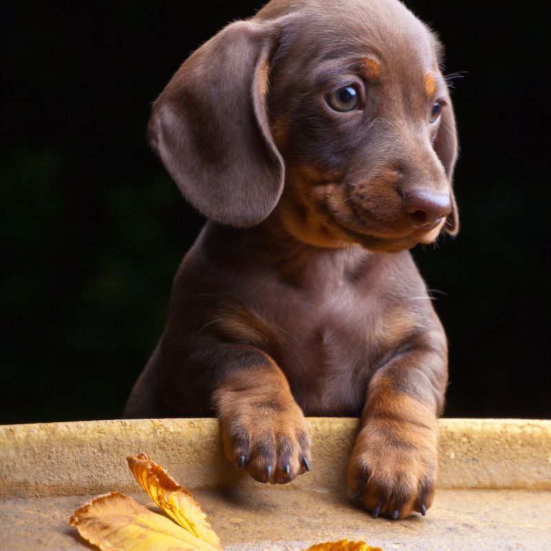 The Dachshund Raw Diet: A Complete Guide