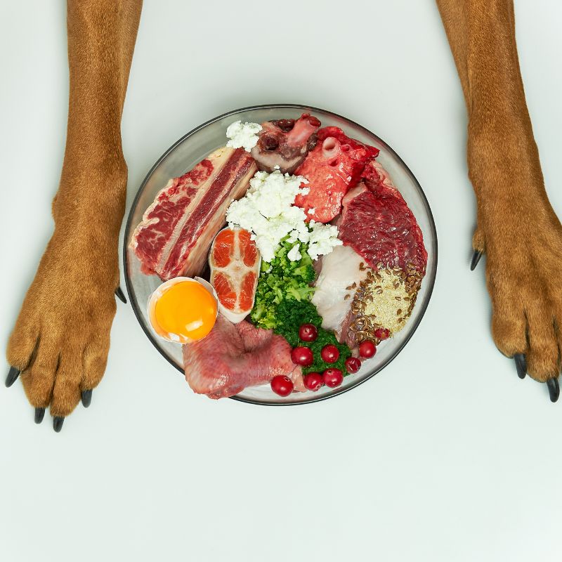 dachshund raw diet dachshund space 12