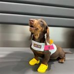 dachshund beach sandals