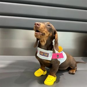 dachshund beach sandals