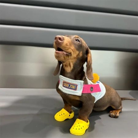 dachshund beach sandals