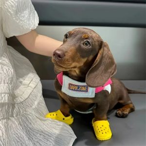 dachshund beach sandals
