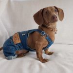 dachshund denim overalls