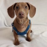 dachshund denim overalls