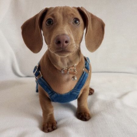 dachshund denim overalls
