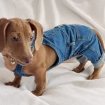 dachshund denim overalls