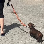dachshund sausage leash