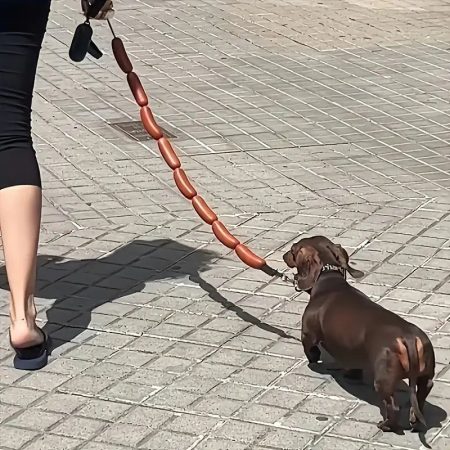 dachshund sausage leash