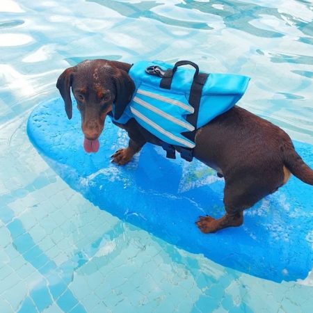 dragon dachshund life jacket