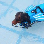 dragon dachshund life jacket