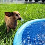 Dachshund Splash Summer Pool photo review