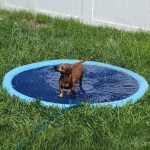 Dachshund Splash Summer Pool photo review