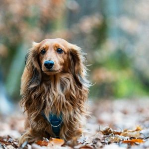 dachshund senior care dachshund space