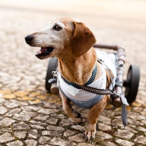 dachshund senior care dachshund space