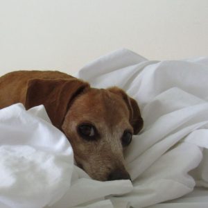 dachshund senior care dachshund space