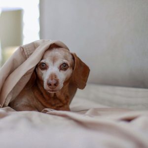 dachshund senior care dachshund space